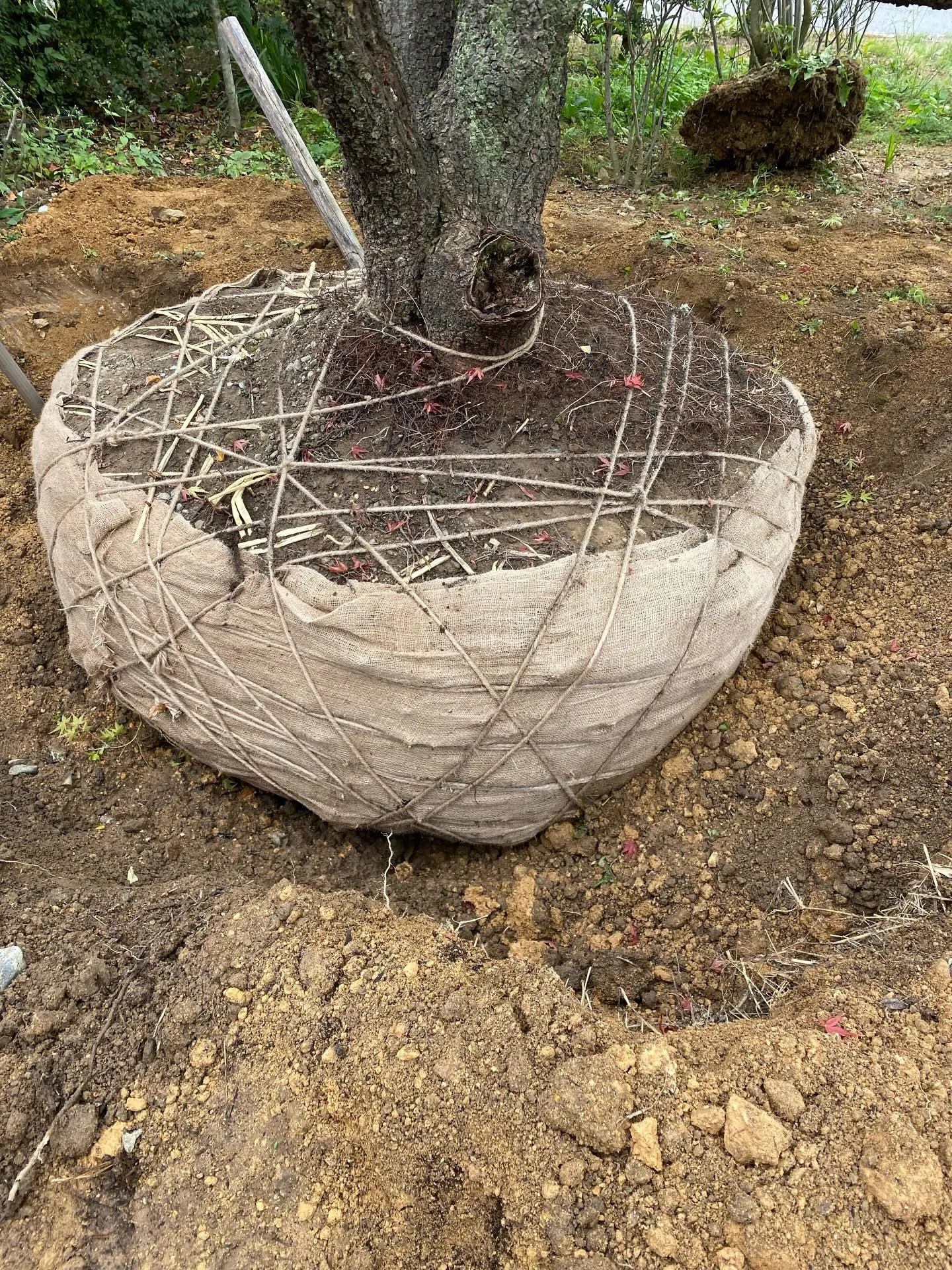 植栽　珍しい柿の木もみじ